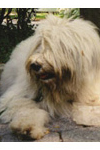 Russian Sheep Dog puppy in Central Park 9-12-01